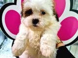 Sevi̇mli̇ Shih-Tzu Bebeklerimiz