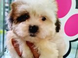 Sevi̇mli̇ Shih-Tzu Bebeklerimiz