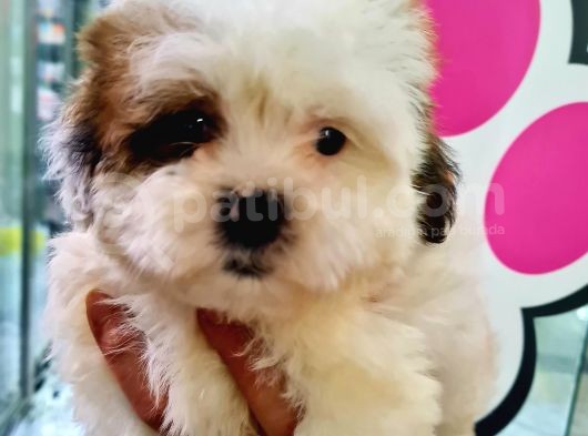 Sevi̇mli̇ Shih-Tzu Bebeklerimiz görsel