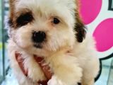 Sevi̇mli̇ Shih-Tzu Bebeklerimiz
