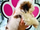 Sevi̇mli̇ Shih-Tzu Bebeklerimiz