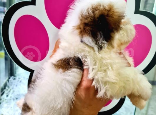 Sevi̇mli̇ Shih-Tzu Bebeklerimiz görsel