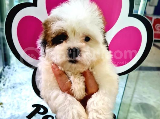 Sevi̇mli̇ Shih-Tzu Bebeklerimiz görsel