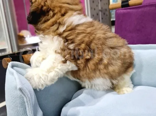 Bakişlari İle Si̇zi̇ Kendi̇si̇ne Hayran Birakacak Shih-Tzu Yavrumuz