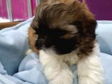 Bakişlari İle Si̇zi̇ Kendi̇si̇ne Hayran Birakacak Shih-Tzu Yavrumuz