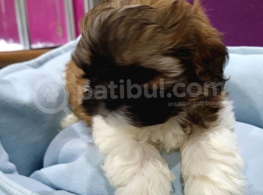 Bakişlari İle Si̇zi̇ Kendi̇si̇ne Hayran Birakacak Shih-Tzu Yavrumuz görsel