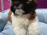 Bakişlari İle Si̇zi̇ Kendi̇si̇ne Hayran Birakacak Shih-Tzu Yavrumuz