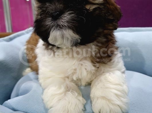 Bakişlari İle Si̇zi̇ Kendi̇si̇ne Hayran Birakacak Shih-Tzu Yavrumuz görsel