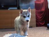 Sibirya Kurdu Husky Yavruları Dost Pet
