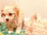 Maltipo Yavruları Dost Pet