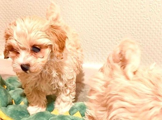 Maltipo Yavruları Dost Pet görsel