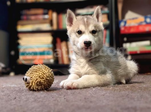 Sibirya Kurdu Husky Yavruları Dost Pet görsel