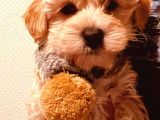 Maltipo Yavruları Dost Pet