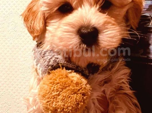 Maltipo Yavruları Dost Pet görsel