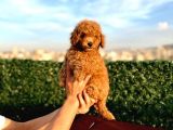 2 Aylik Erkek Ve Di̇şi̇ Toy Poodle'Lar