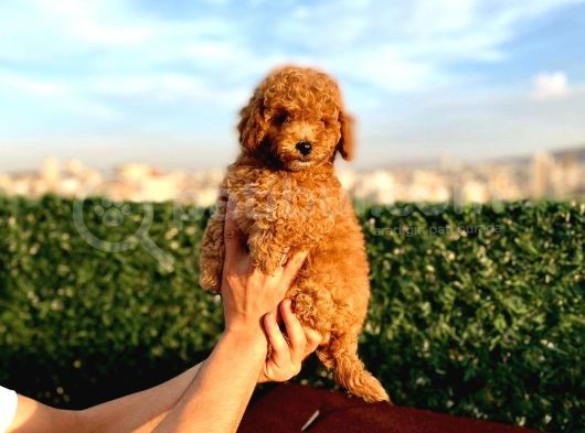 2 Aylik Erkek Ve Di̇şi̇ Toy Poodle'Lar görsel