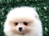 3 Aylik Erkek Pomerani̇an Boo