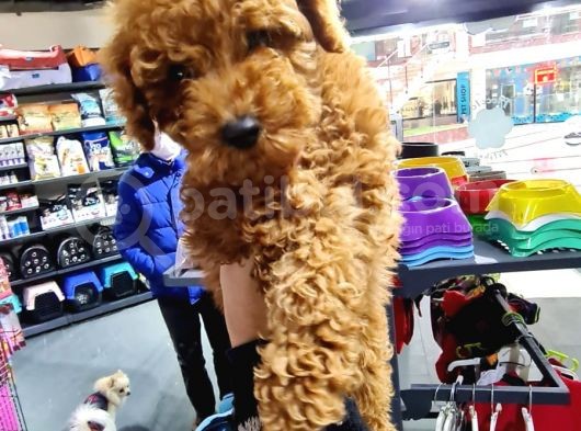 Mi̇ni̇k Toy Poodle Yavrular görsel