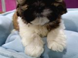 Shih-Tzu Bebeklerimiz