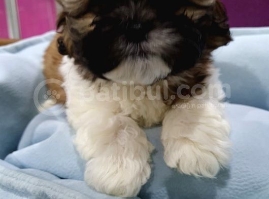 Shih-Tzu Bebeklerimiz görsel