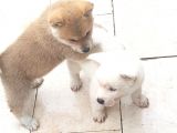 Akita Inu Japon Akita Yavruları Dost Pet