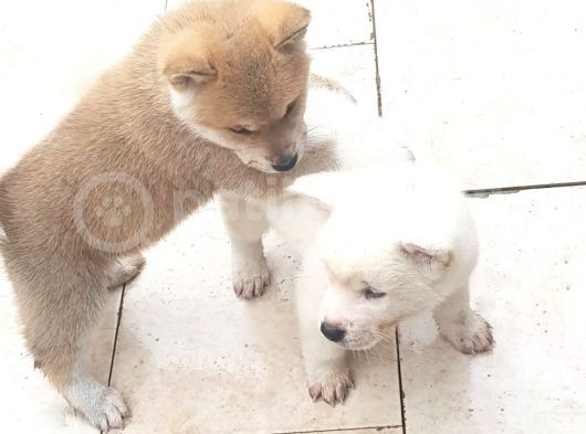 Akita Inu Japon Akita Yavruları Dost Pet görsel