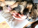 Alman Coban Kurdu Yavruları Dost Pet
