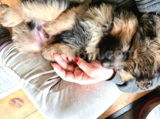 Alman Coban Kurdu Yavruları Dost Pet görsel