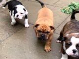 American Bull Yavruları Dost Pet