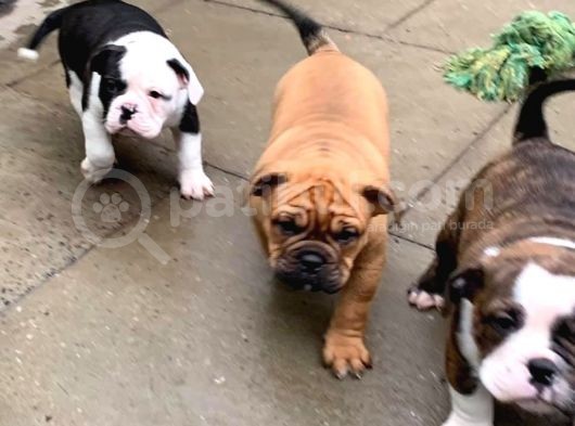 American Bull Yavruları Dost Pet görsel