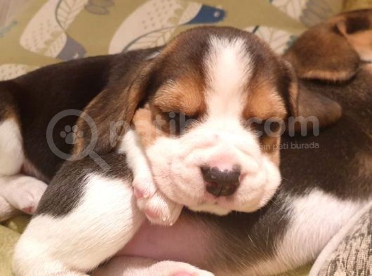 Beagle Yavruları Dost Pet görsel