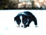 Border Collie Yavruları Dost Pet