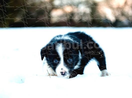Border Collie Yavruları Dost Pet görsel
