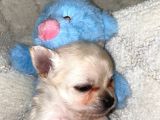 Chihuahua Yavruları Dost Pet
