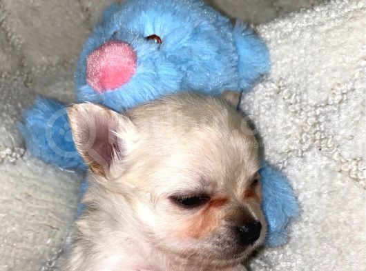 Chihuahua Yavruları Dost Pet görsel