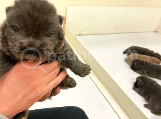 Chow Chow Yavruları Dost Pet görsel
