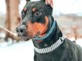 Doberman Yavruları Dost Pet