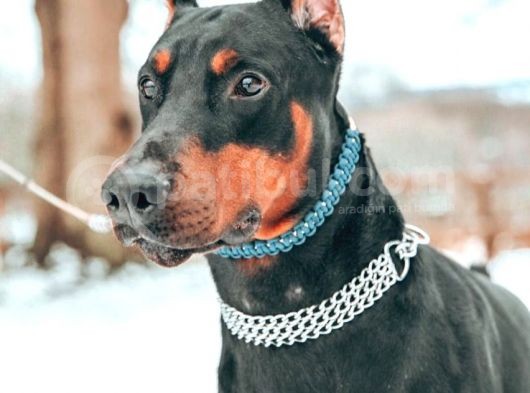 Doberman Yavruları Dost Pet görsel