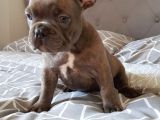 French Bulldog Yavruları Dost Pet