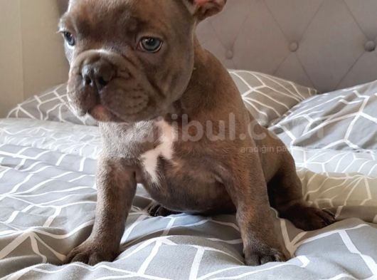 French Bulldog Yavruları Dost Pet görsel