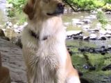 Golden Retriever Yavruları Dost Pet