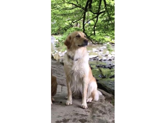 Golden Retriever Yavruları Dost Pet görsel