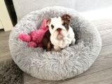 Ingiliz Bulldog Yavruları Dost Pet