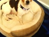Jack Russel Terier Yavruları Dost Pet