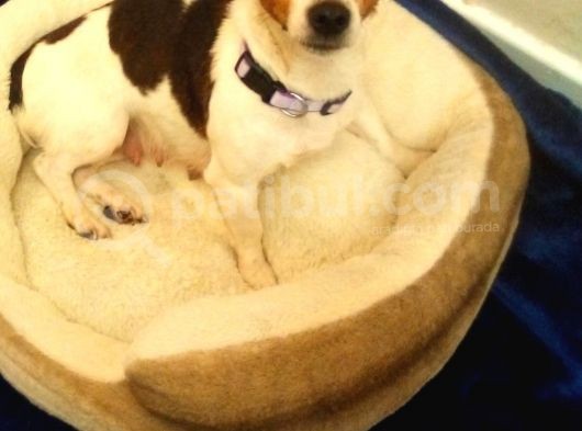 Jack Russel Terier Yavruları Dost Pet görsel