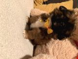 Pekinez Yavruları Dost Pet