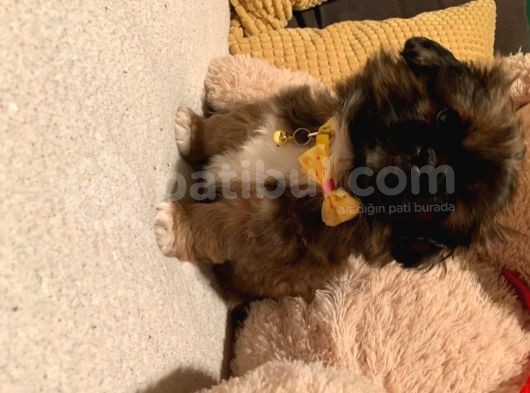Pekinez Yavruları Dost Pet görsel