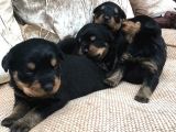 Rottweiler Yavruları Dost Pet