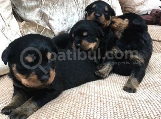 Rottweiler Yavruları Dost Pet görsel