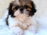 Shih Tzu Yavruları Dost Pet